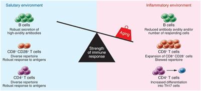 Aging Immune System and Its Correlation With Liability to Severe Lung Complications